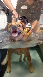 Underwater treadmill therapy for hind legs